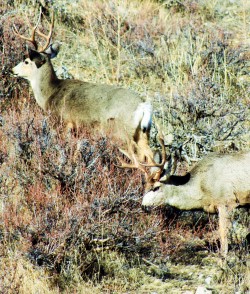 Photo 1 Mature Mule deer Bucks on our Trapline (3)