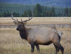 Bull elk standing along an open flat creek botom during elk season.  Walrath 2015