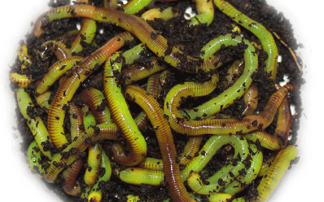 Catch More Fish with REAL Neon Green Worms! - Montana Hunting and Fishing  Information