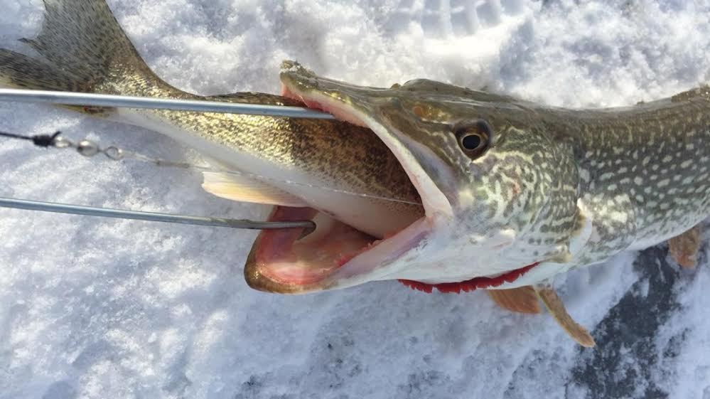 Walleye and Pike Caught Simultaneously by Ice Angler! - Montana