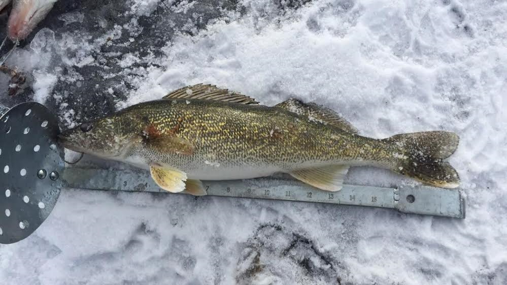 Walleye and Pike Caught Simultaneously by Ice Angler! - Montana Hunting and  Fishing Information