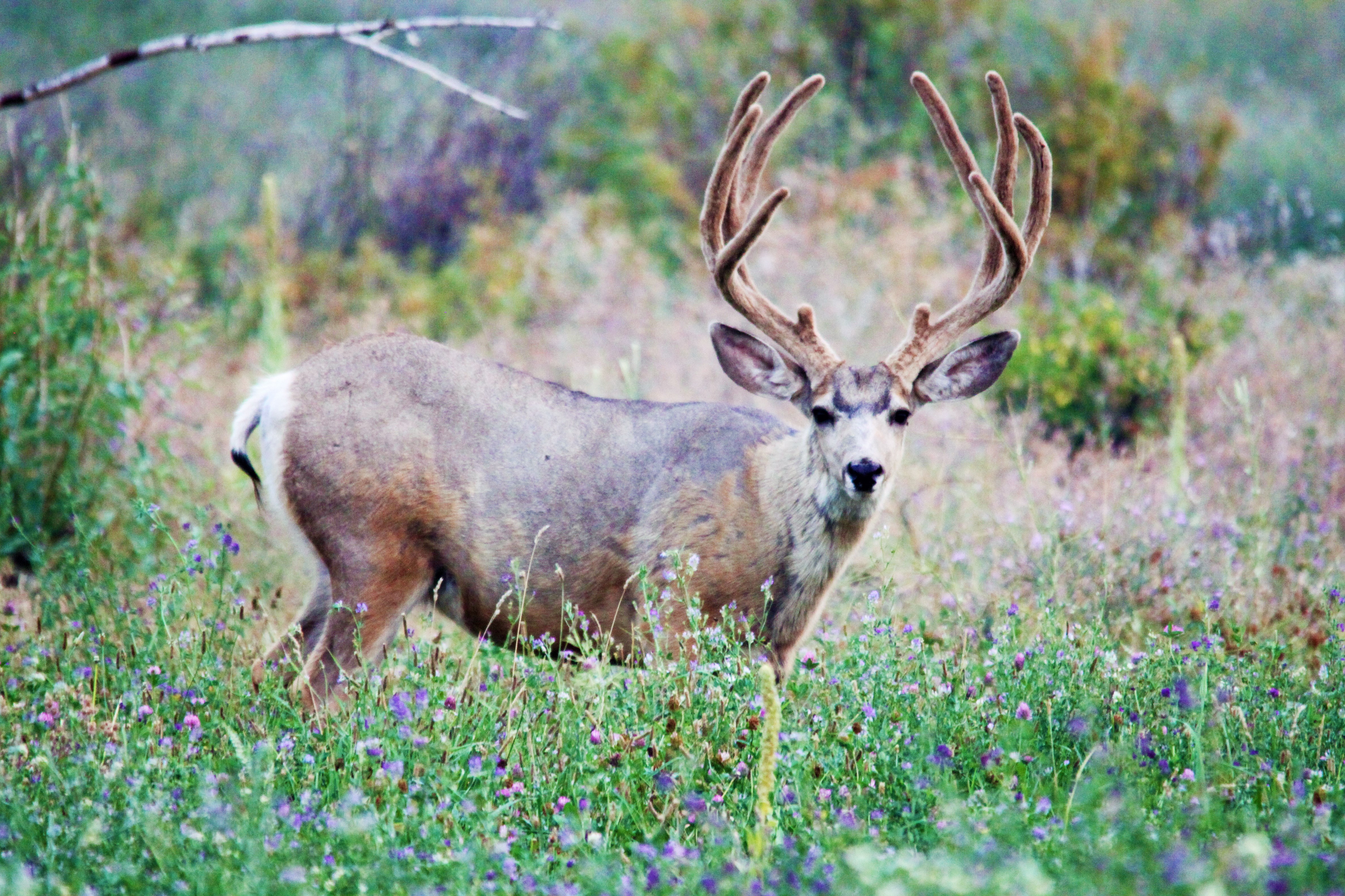 Are Montana's Mule Deer Recovering? | Montana Hunting and Fishing