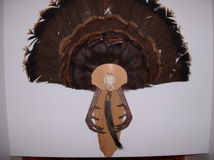 DIY Turkey Fan Mount Montana Hunting and Fishing Information