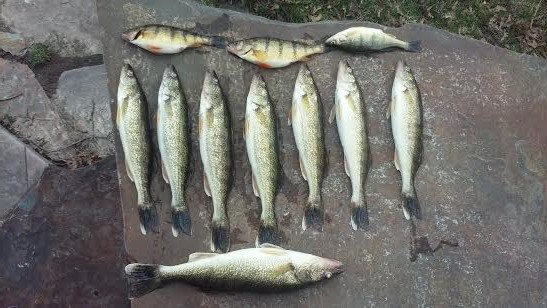 Walleye Fishing on the Clark Fork - Montana Hunting and Fishing Information