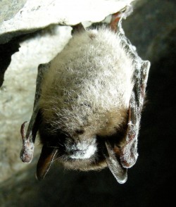 Little_Brown_Bat_with_White_Nose_Syndrome_(Greeley_Mine,_cropped)