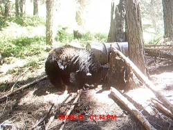 https://www.montanaoutdoor.com/wp-content/uploads/2016/04/Multiple-Bears-on-Authors-Idaho-Bait-Site-in-2015-Walrath-2015-250x188.jpg