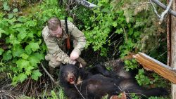 Black Bear hunt