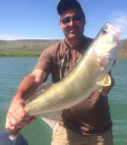 Fort Peck is producing walleyes