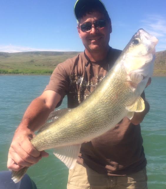 Fort Peck is producing walleyes