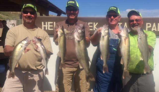 Fort Peck produces walleyes3