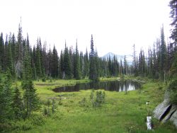 An ideal elk area in an open bottom. Note elk wallow on the left of photo.  Walrath  2015