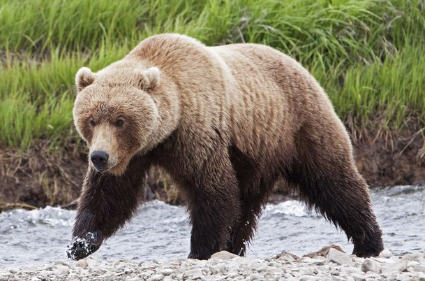 bear attack | Montana Hunting and Fishing