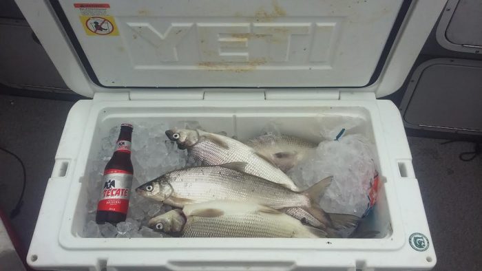 Angler Fills His Yeti with REAL Silver Bullets! - Montana Hunting and  Fishing Information