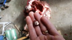 Mushroomed bullet over carcass