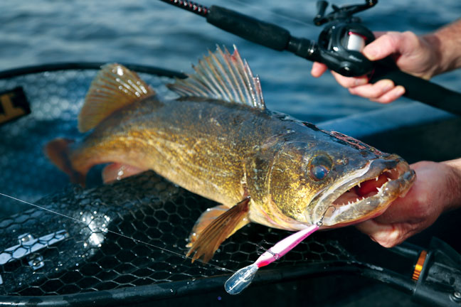 Spring Walleye Spawning Time! by Neal Cote - Montana Hunting and