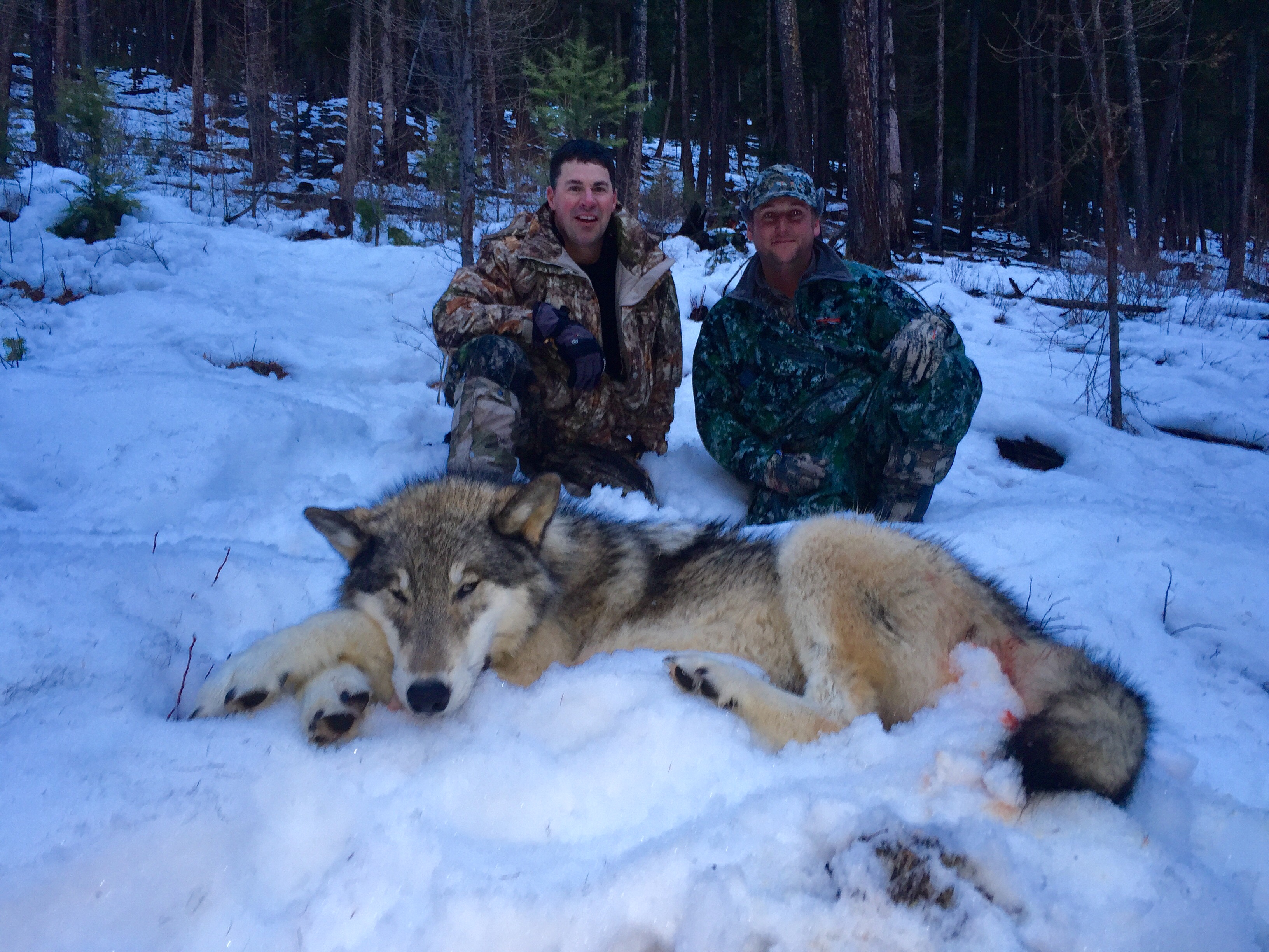Wolf hunters. Большие волки.