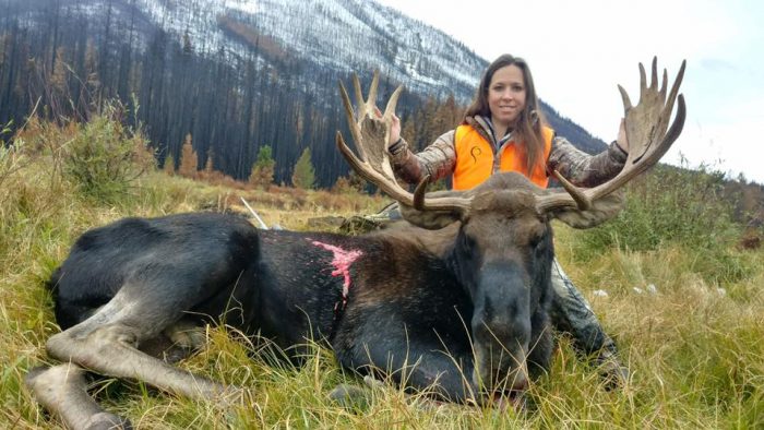 Montana Bull Moose Down Hunting And Fishing.