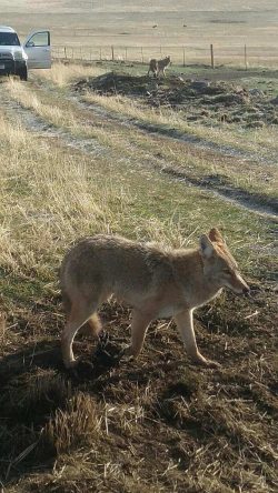 How To Make A Dirt Hole Set: Trapping Coyotes (video)