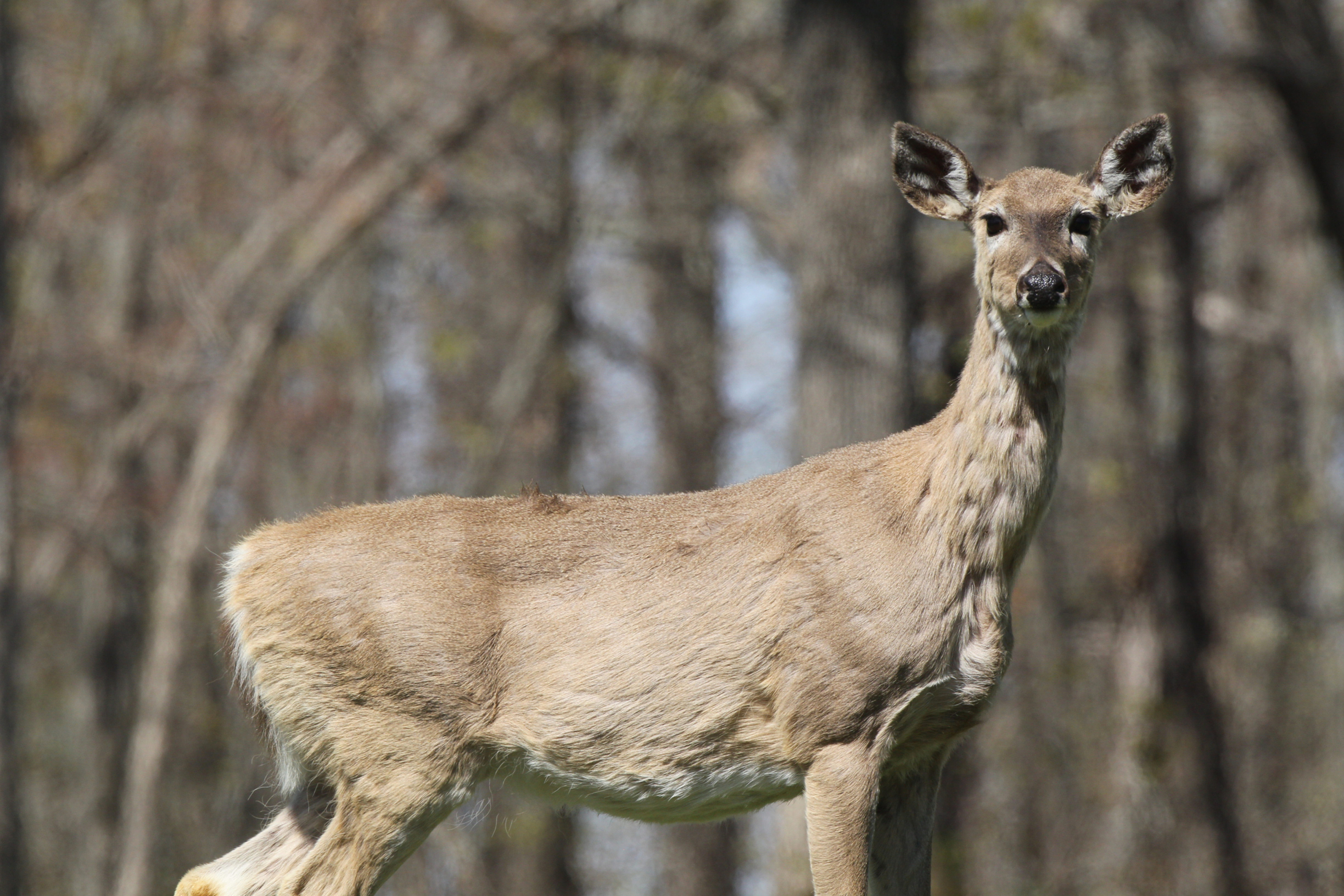 Chronic Wasting Disease Found in Deer North of Chester - Montana