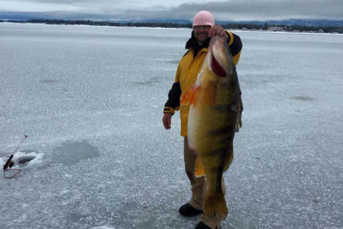 World Record Perch” Post Ruffling Feathers - Montana Hunting and