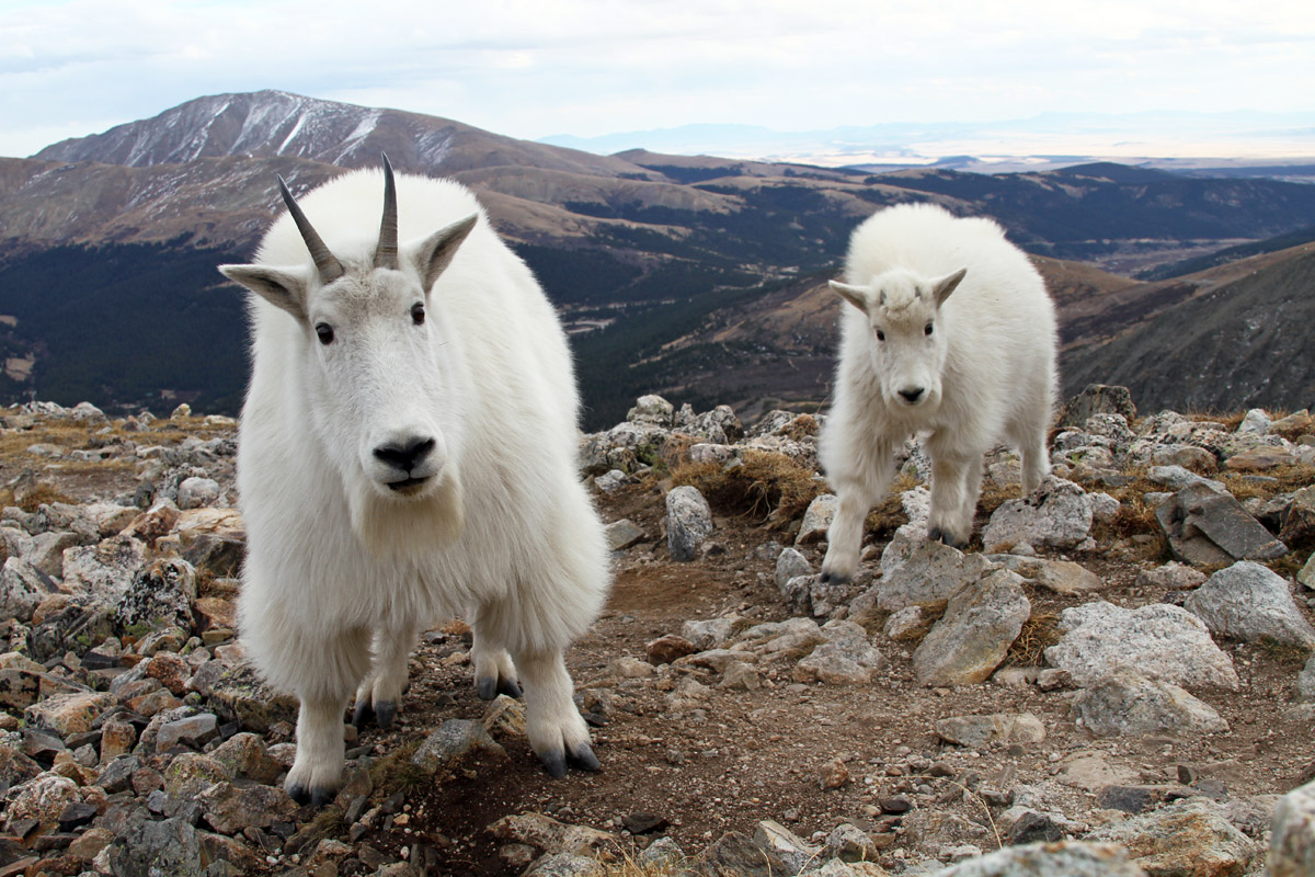 A Bit about Mountain Goats