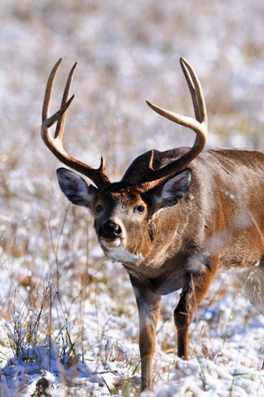 RUT is RIGHT NOW!!! - Montana Hunting and Fishing Information