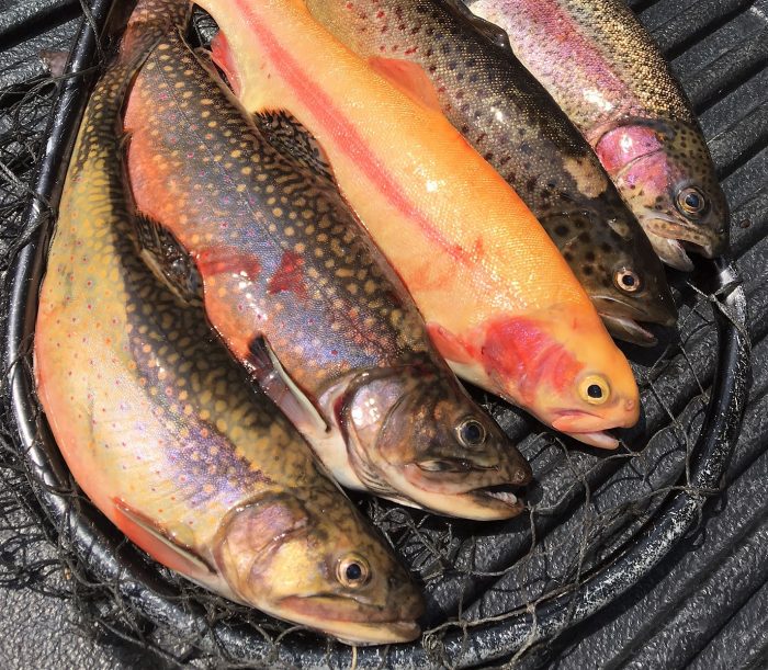 TROUT INVADERS!!! - Montana Hunting and Fishing Information