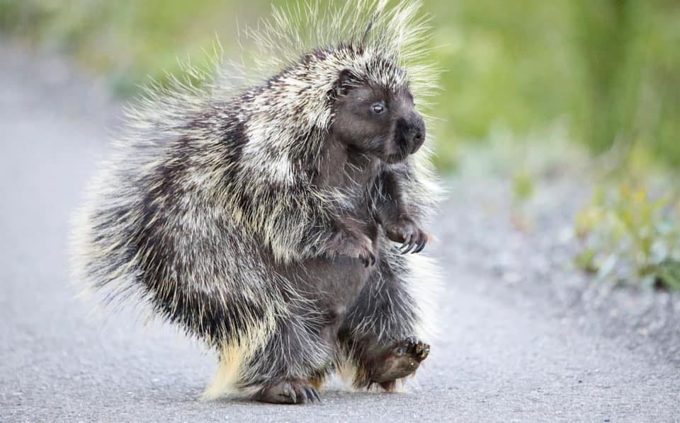 Porcupine Walks on Two Legs - Montana Hunting and Fishing Information