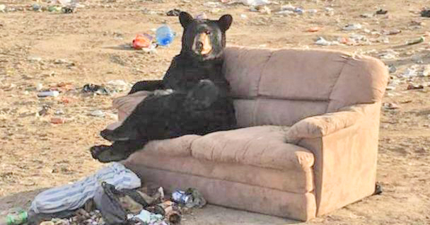 Bear Found Relaxing like Human on Couch - Montana Hunting and Fishing  Information