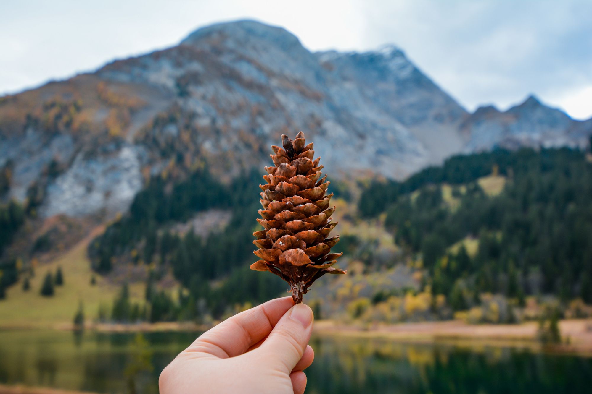 PINE CONE PLANTING!!! - Montana Hunting and Fishing Information