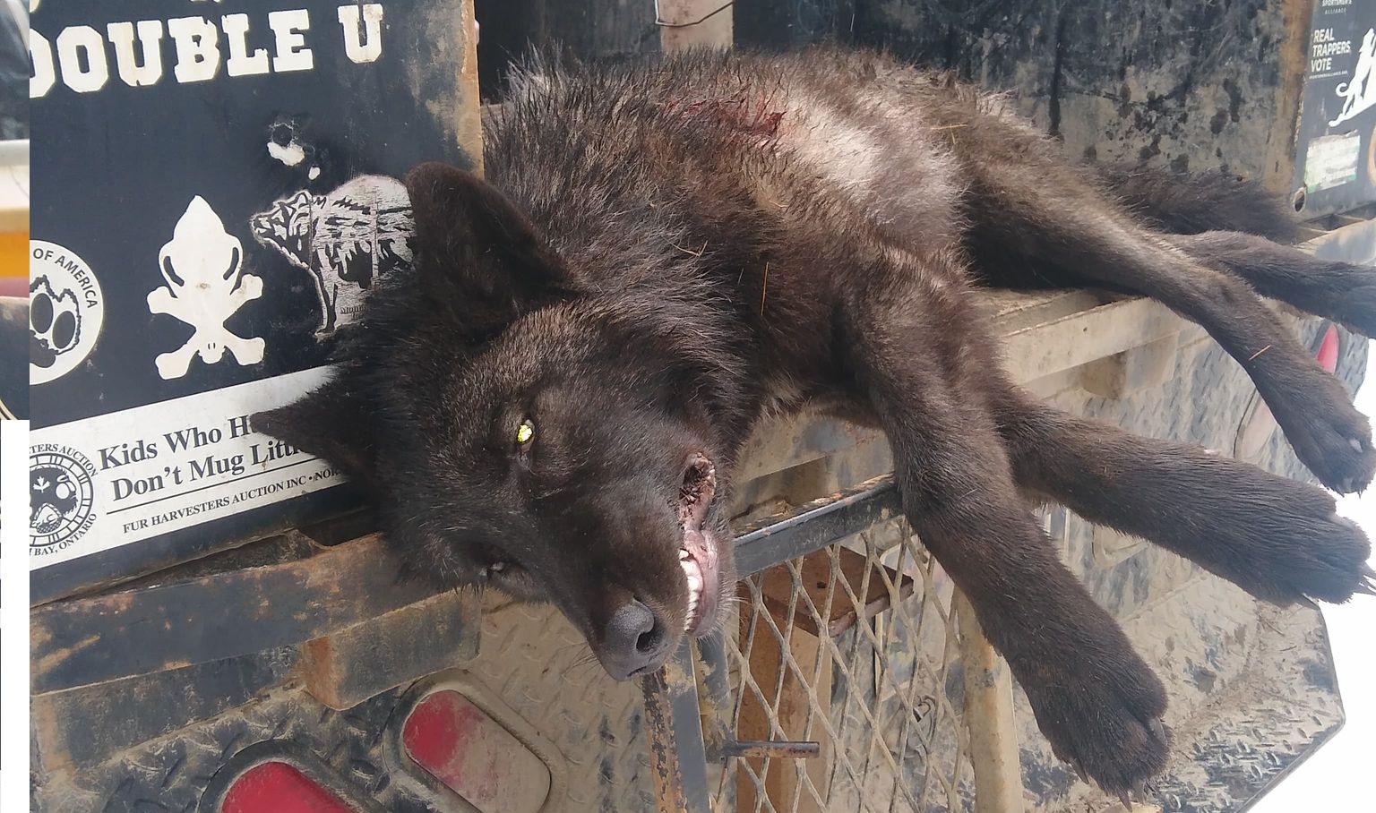 FISH AND WILDLIFE COMMISSION ADOPTS 2021/2022 WOLF HUNTING AND TRAPPING  REGULATIONS - Montana Hunting and Fishing Information