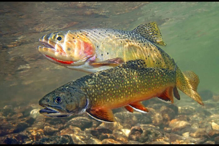 MONTANA'S BARREL of FISH!!! - Montana Hunting and Fishing Information