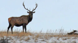 wild elk
