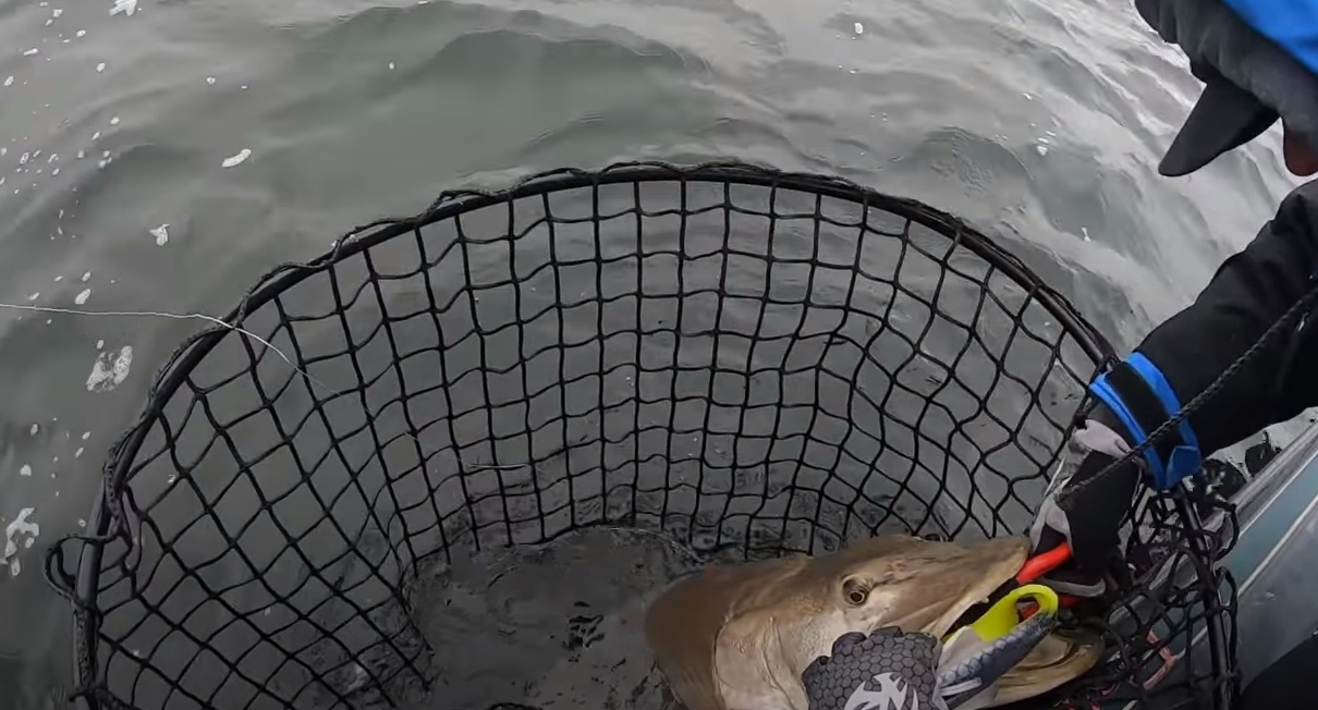 Massive Muskie attacks lure at boat [VIDEO] - Montana Hunting and Fishing  Information