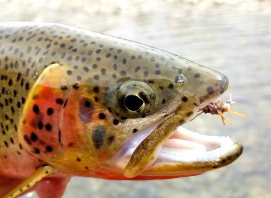 Rock Creek Fishing Report by Blackfoot River Outfitters 5.4.21 - Montana  Hunting and Fishing Information