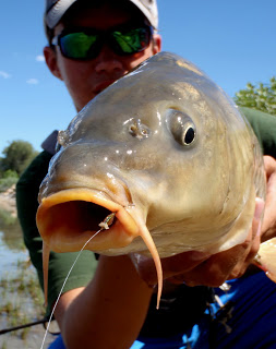 CARP FOR DINNER!!! - Montana Hunting and Fishing Information