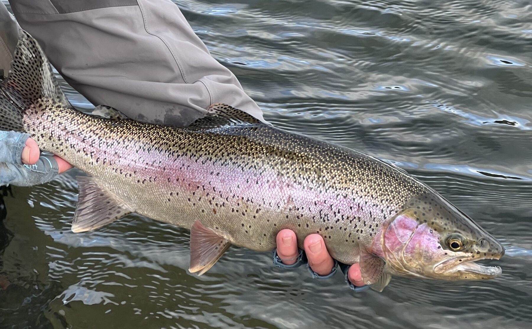 Mid January Fishing Report from Headhunters Fly Shop of Craig - Montana  Hunting and Fishing Information