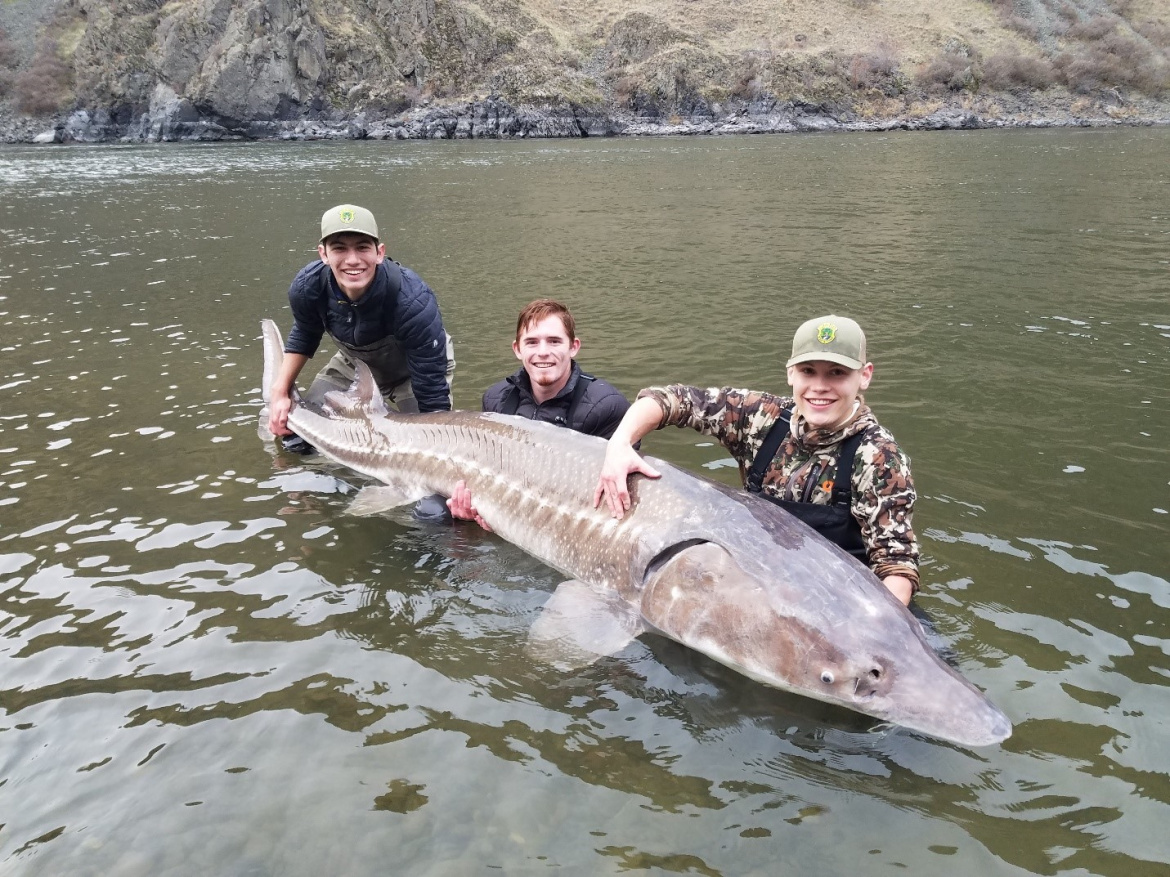 IDFG Blog: Hells Canyon sturgeon are so big that anglers don't need to lie  about how big they are - Montana Hunting and Fishing Information