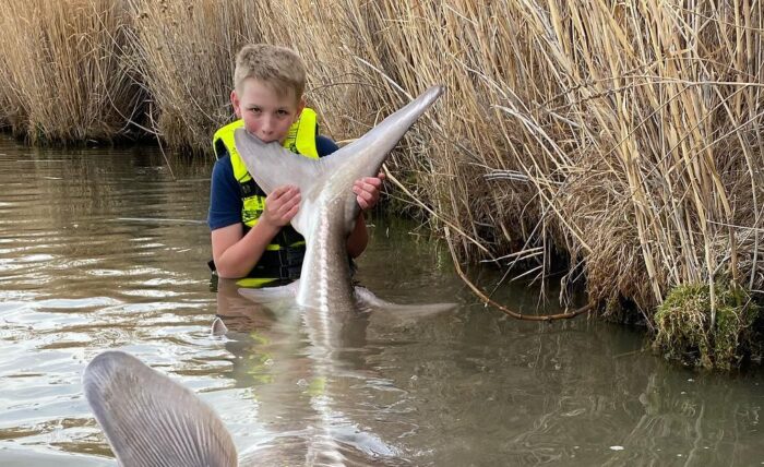 Hells Canyon sturgeon are so big that anglers don't need to lie about how  big they are