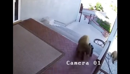 dog vs bear