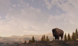 bison hunt roster