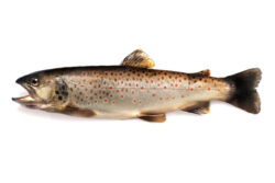 TROUT IDENTIFIER - Montana Hunting and Fishing Information