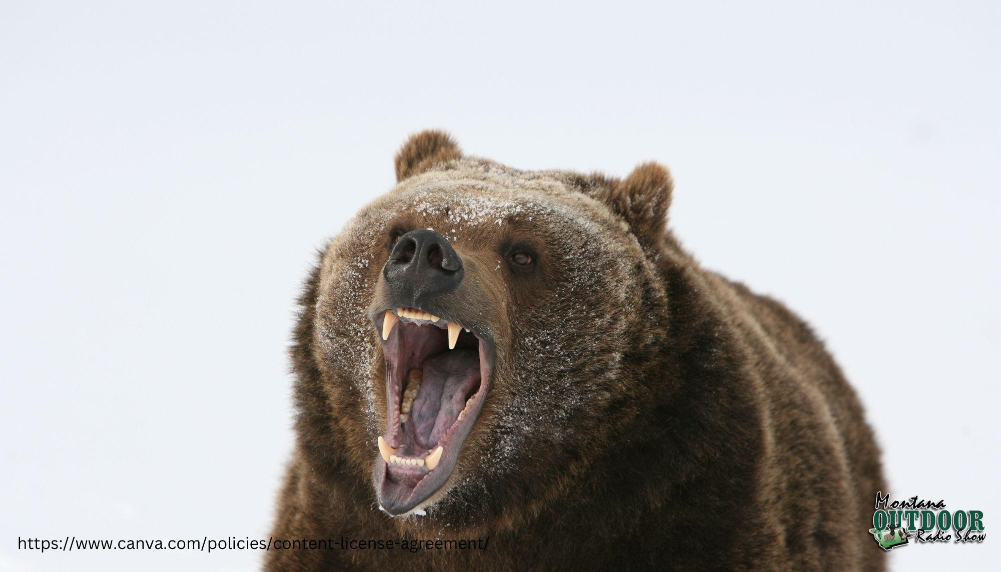 【保育vs.獵殺】殺了棕熊樂了誰，不殺棕熊苦了誰 - 窩窩｜專注為動物發聲的獨立媒體