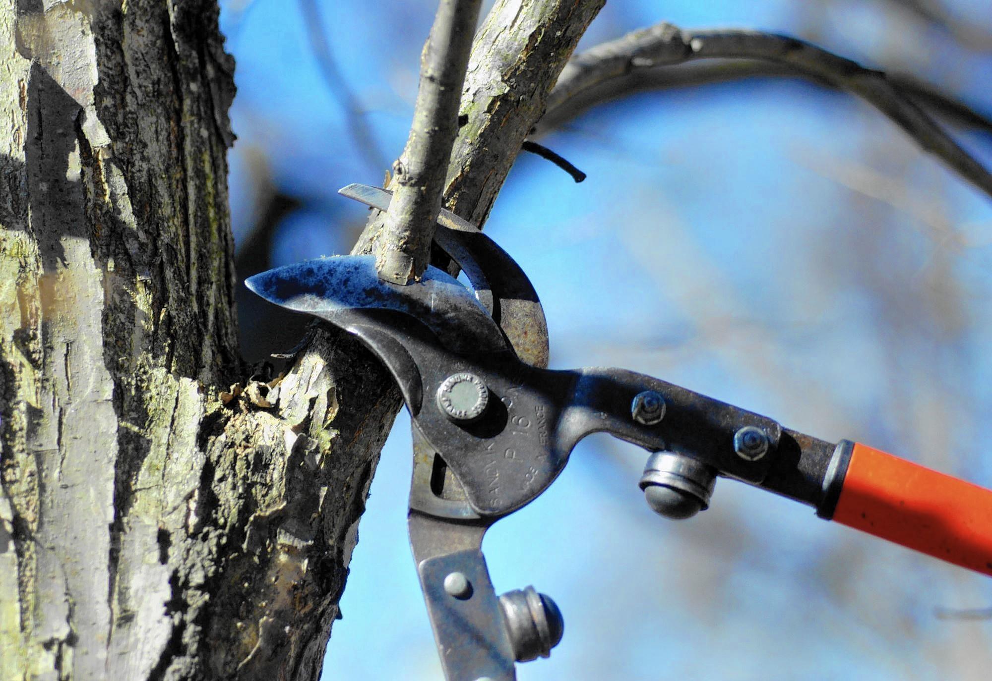 PRUNING TIME!!!