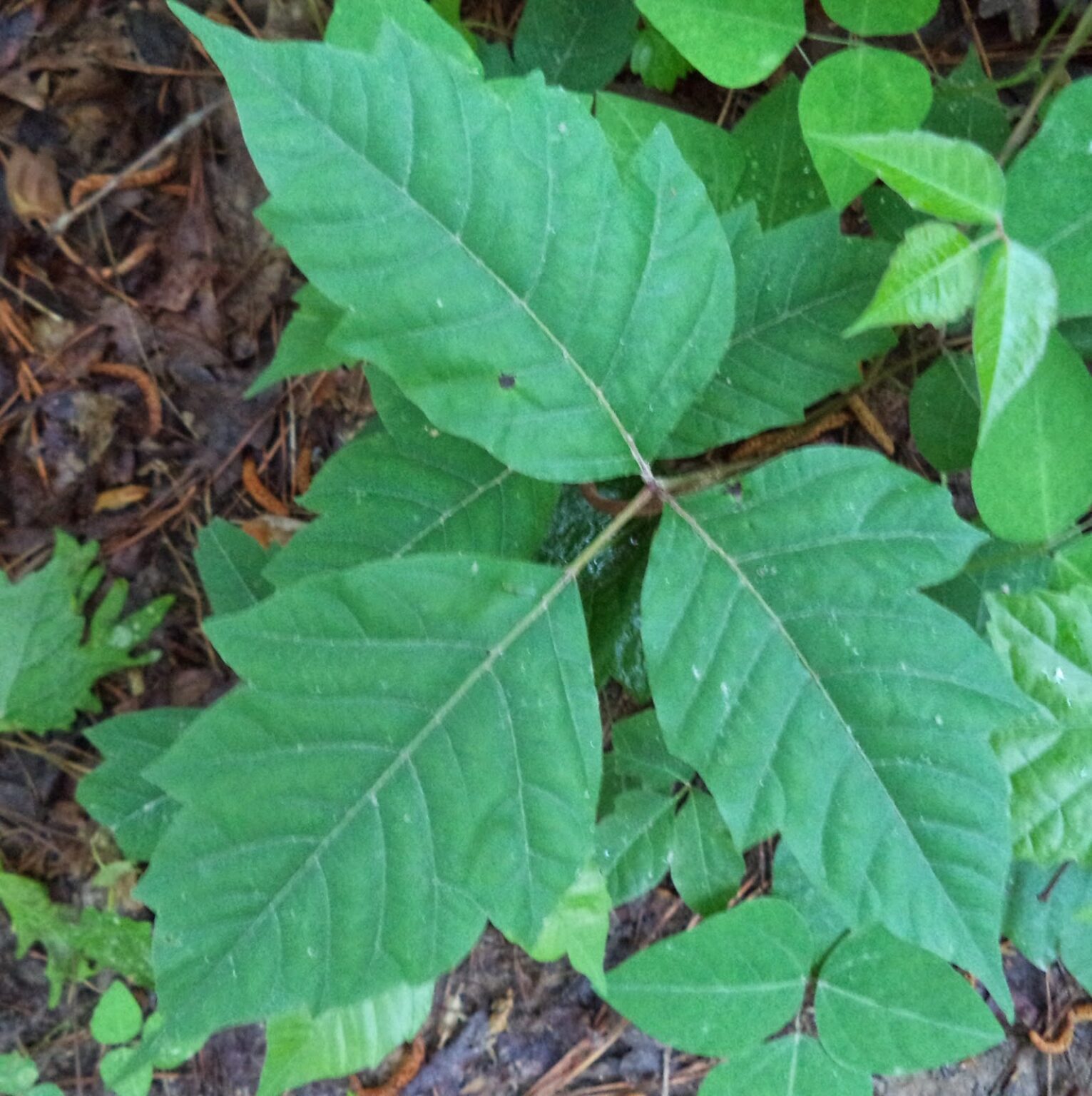 Poison ivy2 - Montana Hunting and Fishing Information