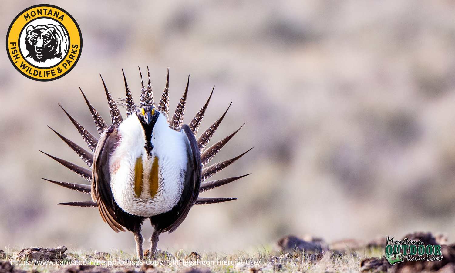 FWP News: 2023 UPLAND GAME BIRD FORECAST
