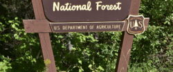 Flathead National Forest