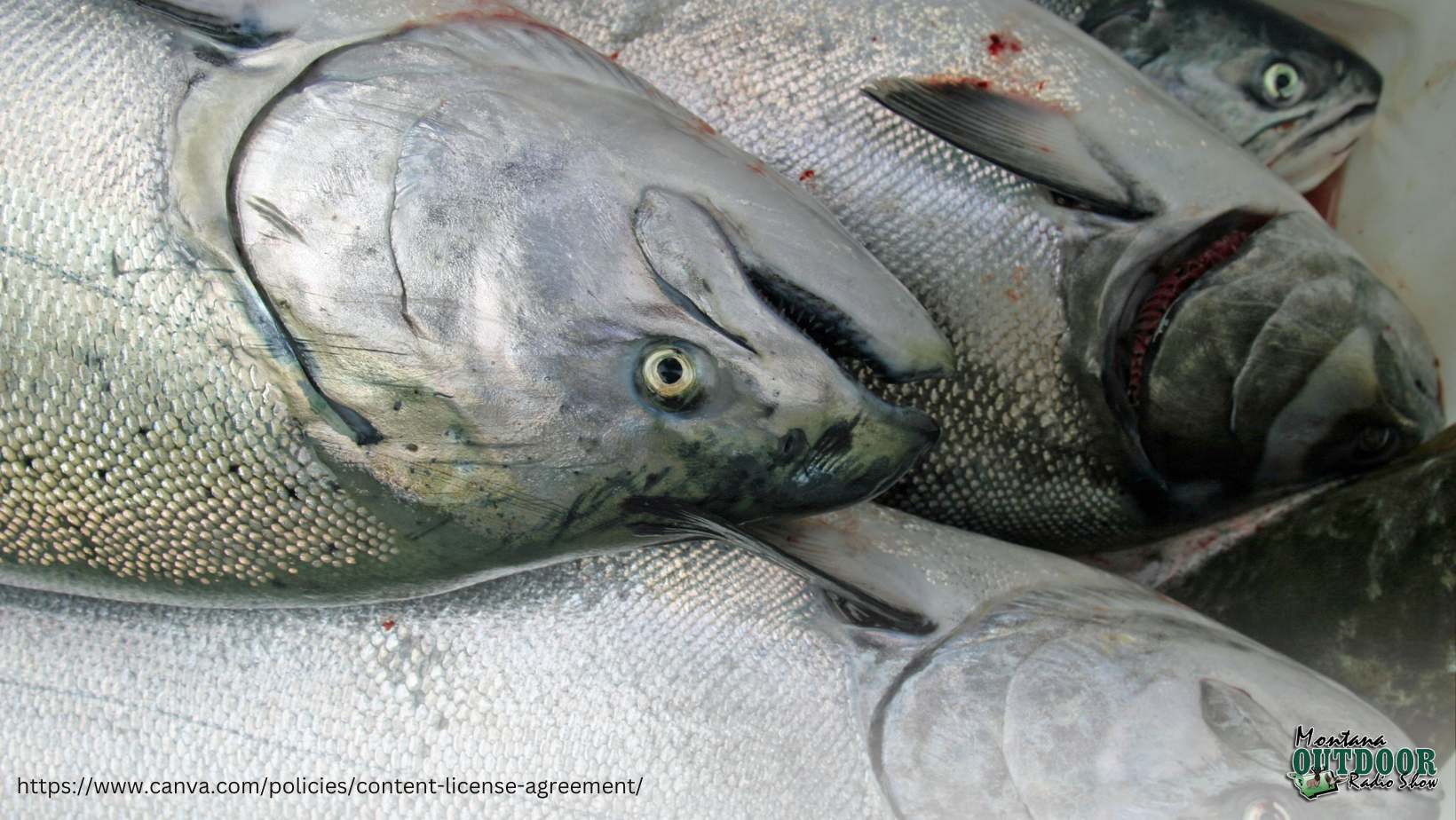 10 Chinook Salmon Facts