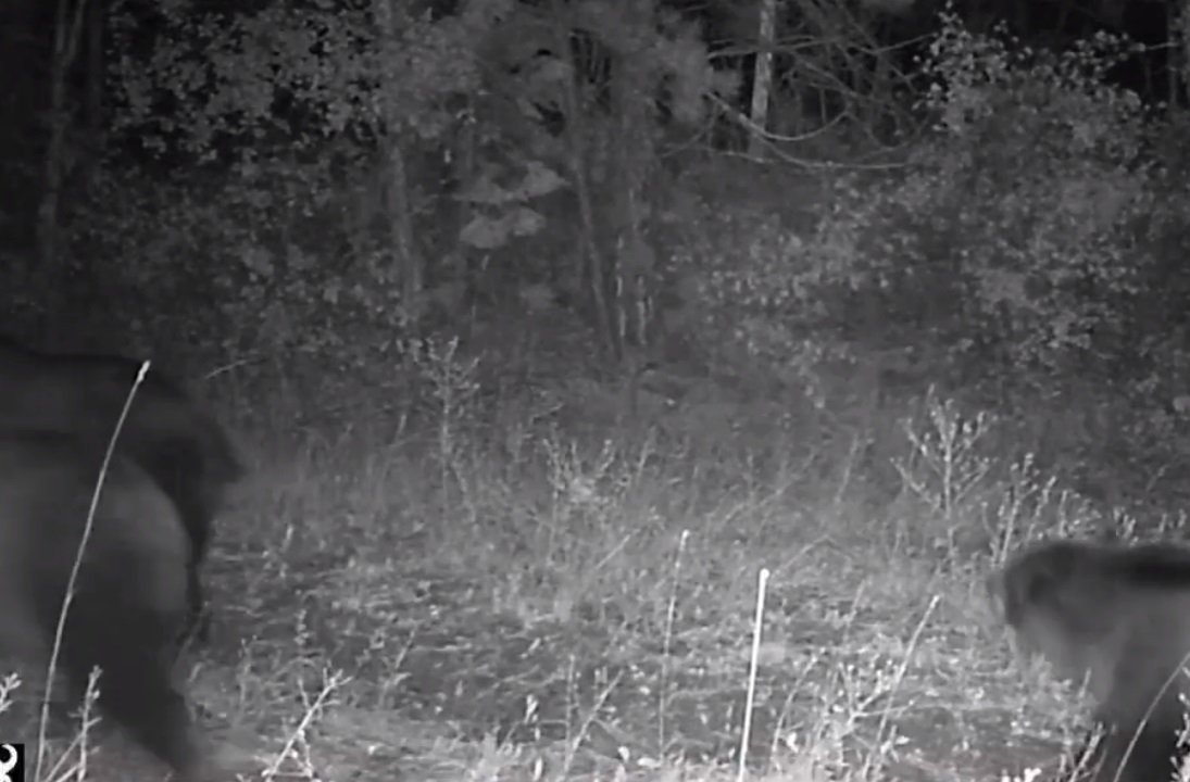 Grizzly bears at night near Bigfork – September 2023