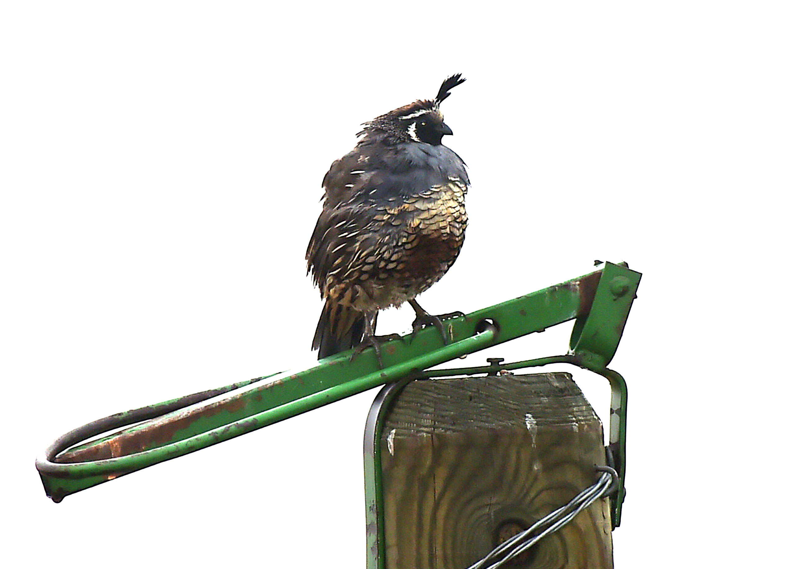 Brett French reports: California quail spotted near Billings